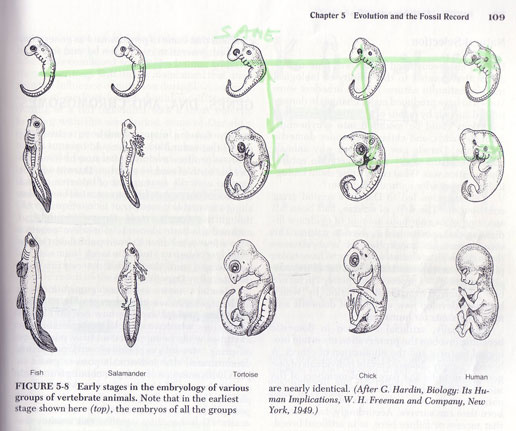 Citations/Index Embryology/Vestigial Organs
